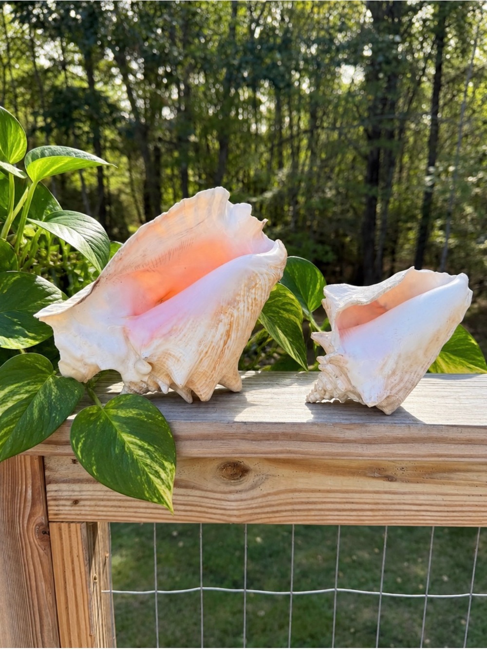 Queen Conch Pair | SeaShells | Read Description 🐚